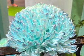 年产值超5000亿元！“鲜花经济”一路生花
